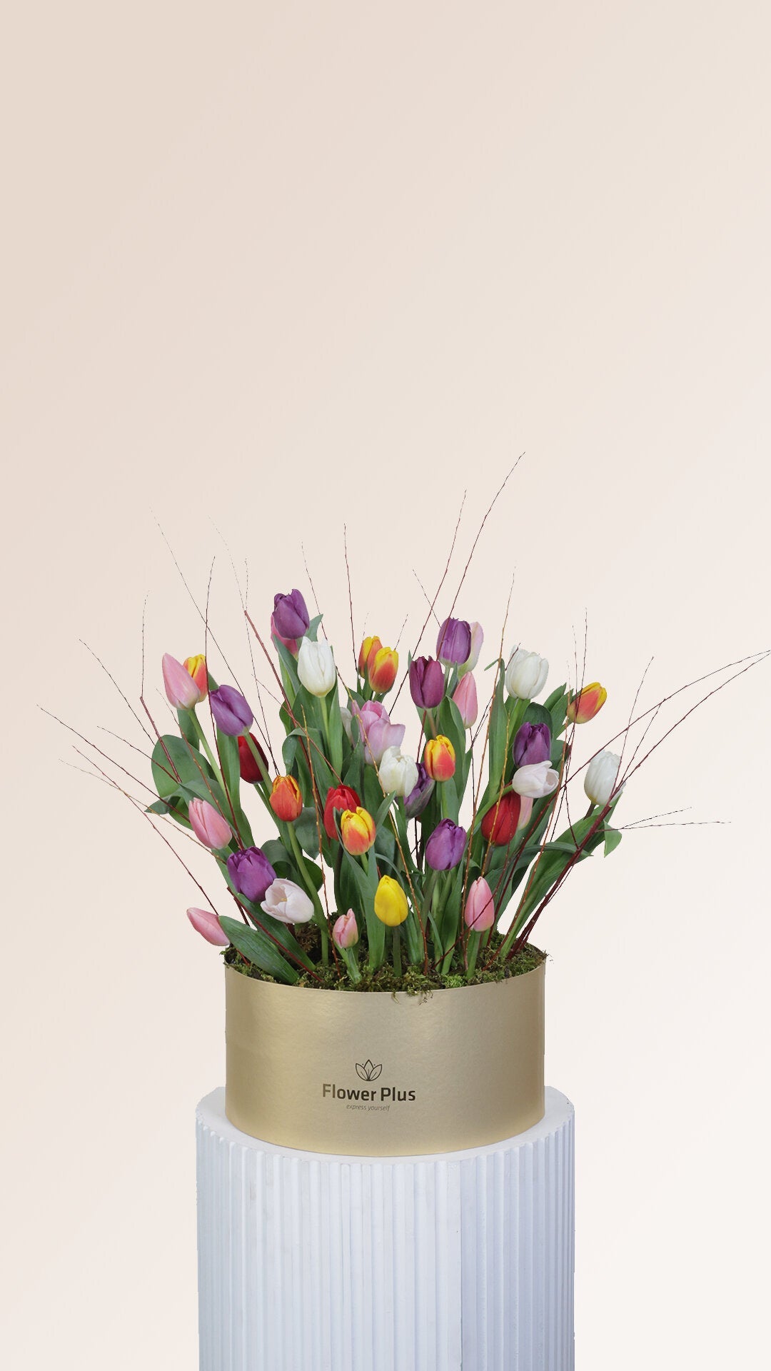 Tulip Tales