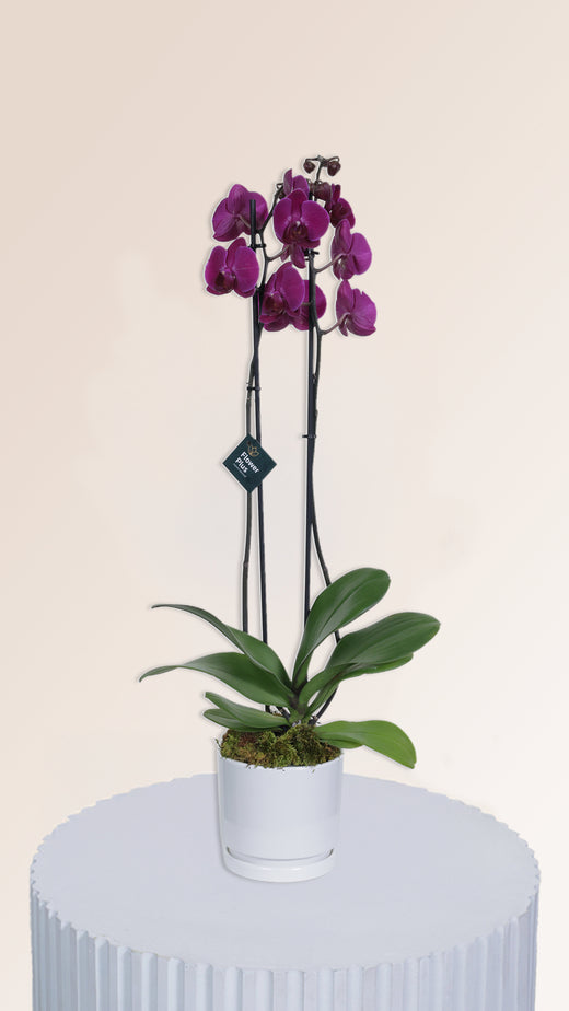 Purple Orchid