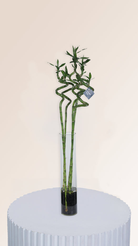 sansevieria spun bamboo Sansevieria (White) – Flower Plus