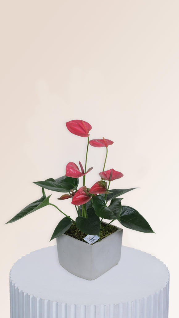 Lucky Bamboos – Flower Plus