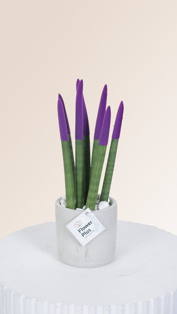 sansevieria purple Sansevieria – Flower Plus