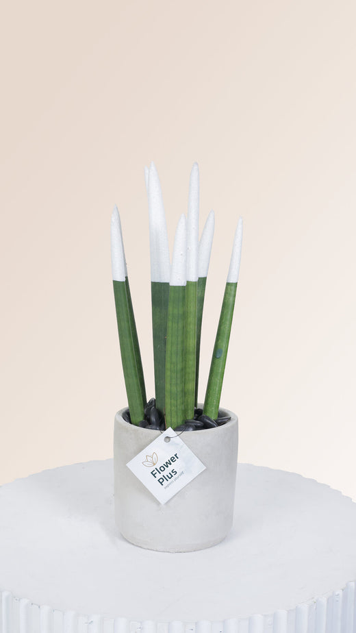 Sansevieria (White)