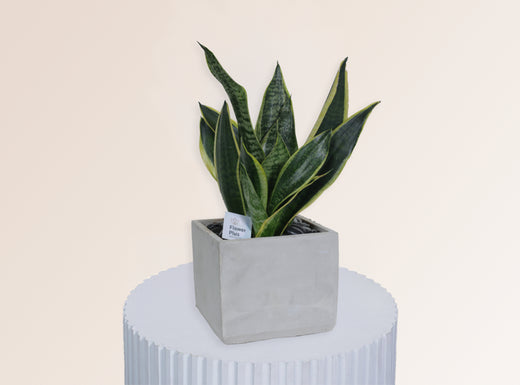Sansevieria - Square