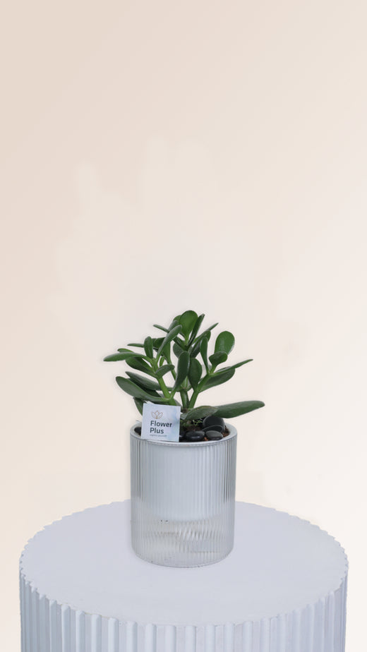 The Crassula - Round